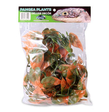 Load image into Gallery viewer, Pangea Hanging Plants