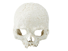 Load image into Gallery viewer, Pangea Human Skull Cave