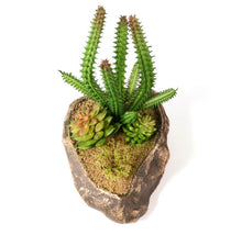 Load image into Gallery viewer, Pangea Succulent Garden