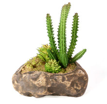 Load image into Gallery viewer, Pangea Succulent Garden