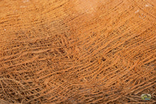 Load image into Gallery viewer, NewCal Palm Bark, 1.5 oz.