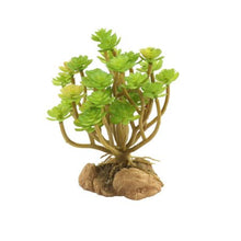 Load image into Gallery viewer, Zoo Med Desert Flora, Tree Houseleek