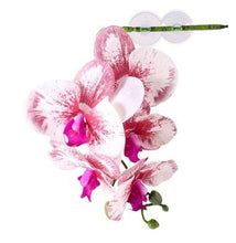 Load image into Gallery viewer, Pangea Hanging Orchids