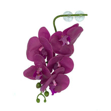 Load image into Gallery viewer, Pangea Hanging Orchids