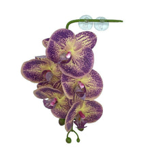 Load image into Gallery viewer, Pangea Hanging Orchids