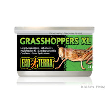 Load image into Gallery viewer, Exo Terra Canned Grasshoppers