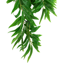 Load image into Gallery viewer, Komodo Climbing Plant Bamboo