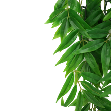 Load image into Gallery viewer, Komodo Climbing Plant Bamboo