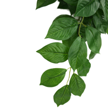 Load image into Gallery viewer, Komodo Climbing Plant Green Leaf