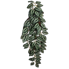 Load image into Gallery viewer, Komodo Climbing Plant Zebrina