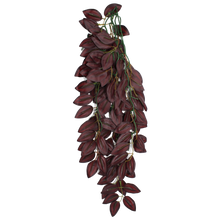 Load image into Gallery viewer, Komodo Climbing Plant Zebrina