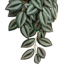 Load image into Gallery viewer, Komodo Climbing Plant Zebrina