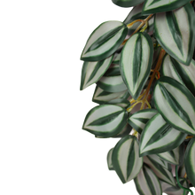 Load image into Gallery viewer, Komodo Climbing Plant Zebrina