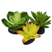 Load image into Gallery viewer, Komodo Succulent Yellow \ Green 3-Pack
