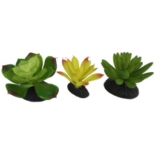 Load image into Gallery viewer, Komodo Succulent Yellow \ Green 3-Pack