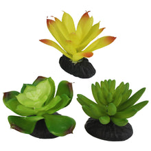 Load image into Gallery viewer, Komodo Succulent Yellow \ Green 3-Pack