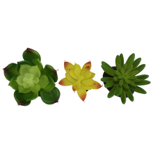 Load image into Gallery viewer, Komodo Succulent Yellow \ Green 3-Pack