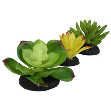 Load image into Gallery viewer, Komodo Succulent Yellow \ Green 3-Pack
