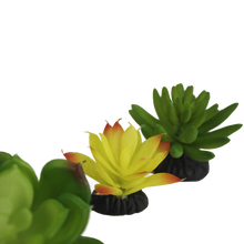 Load image into Gallery viewer, Komodo Succulent Yellow \ Green 3-Pack