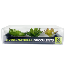 Load image into Gallery viewer, Komodo Succulent Yellow \ Green 3-Pack