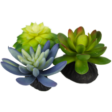 Load image into Gallery viewer, Komodo Succulent Blue \ Green 3-Pack