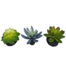 Load image into Gallery viewer, Komodo Succulent Blue \ Green 3-Pack