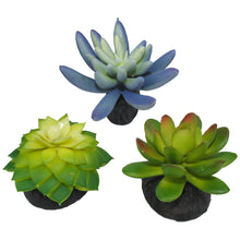 Load image into Gallery viewer, Komodo Succulent Blue \ Green 3-Pack