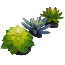Load image into Gallery viewer, Komodo Succulent Blue \ Green 3-Pack
