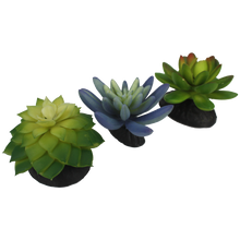 Load image into Gallery viewer, Komodo Succulent Blue \ Green 3-Pack