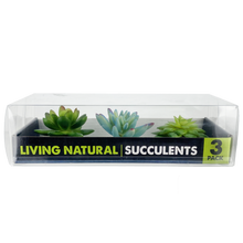 Load image into Gallery viewer, Komodo Succulent Blue \ Green 3-Pack