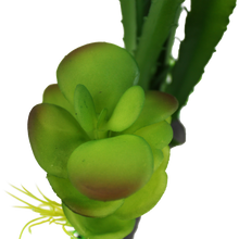 Load image into Gallery viewer, Komodo Cactus and Succulent