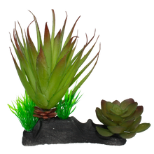 Load image into Gallery viewer, Komodo Succulent