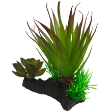 Load image into Gallery viewer, Komodo Succulent