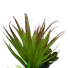 Load image into Gallery viewer, Komodo Succulent
