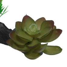Load image into Gallery viewer, Komodo Succulent