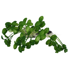 Load image into Gallery viewer, Komodo Sprouts