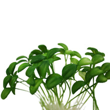 Load image into Gallery viewer, Komodo Sprouts