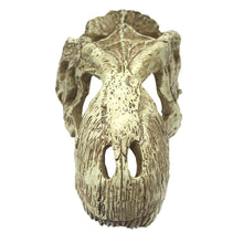 Load image into Gallery viewer, Komodo T-Rex Skull