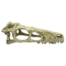 Load image into Gallery viewer, Komodo Raptor Skull