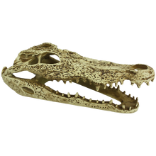 Load image into Gallery viewer, Komodo Alligator Skull