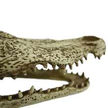 Load image into Gallery viewer, Komodo Alligator Skull