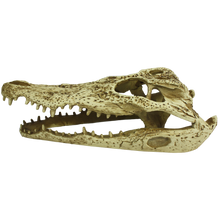 Load image into Gallery viewer, Komodo Alligator Skull
