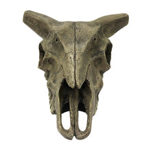 Load image into Gallery viewer, Komodo Deer Skull