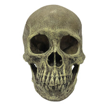 Load image into Gallery viewer, Komodo Human Skull Full