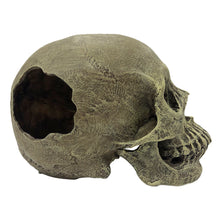 Load image into Gallery viewer, Komodo Human Skull Full