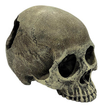 Load image into Gallery viewer, Komodo Human Skull Half