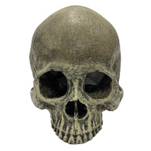 Load image into Gallery viewer, Komodo Human Skull Half