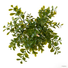 Load image into Gallery viewer, Exo Terra Calcarea Boxwood Plant