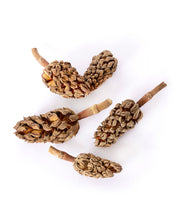 Load image into Gallery viewer, Galapagos Magnolia Seed Pods 5-Pack