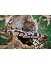 Load image into Gallery viewer, Galapagos Hollow Log Hide 6-8"